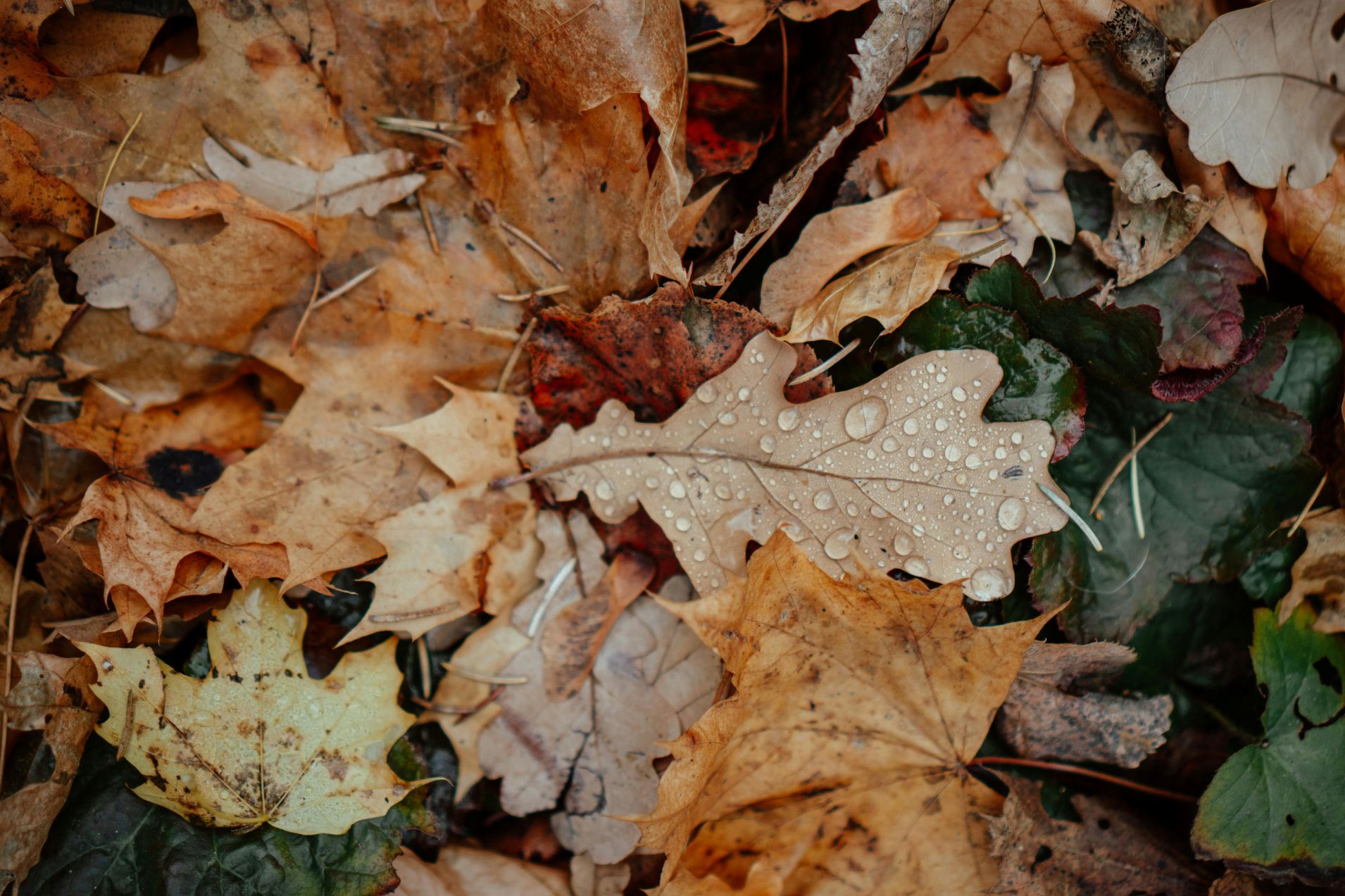 Csordás Csemete-kert