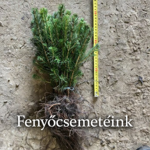 Csordás Csemete-kert