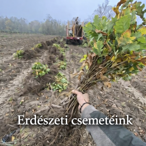 Csordás Csemete-kert