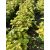 Bükk csemete - Fagus sylvatica - 30-50 cm