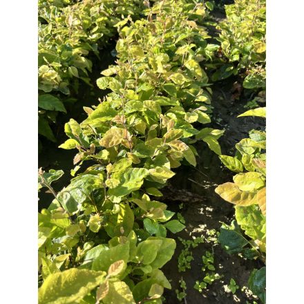 Bükk csemete - Fagus sylvatica - 15-30cm