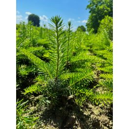 Nordmann fenyő csemeték (Abies nordmanniana)