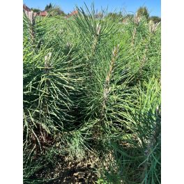 Feketefenyő csemeték (Pinus nigra)