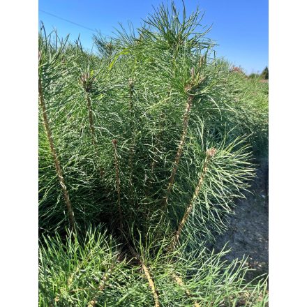 Erdei fenyő csemete - Pinus sylvestris (100 db)