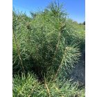 Erdei fenyő csemete - Pinus sylvestris (10 db)