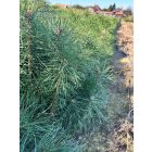 Erdei fenyő csemete - Pinus sylvestris (10 db)