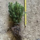 Ezüstfenyő csemete - Picea pungens glauca - 10 db