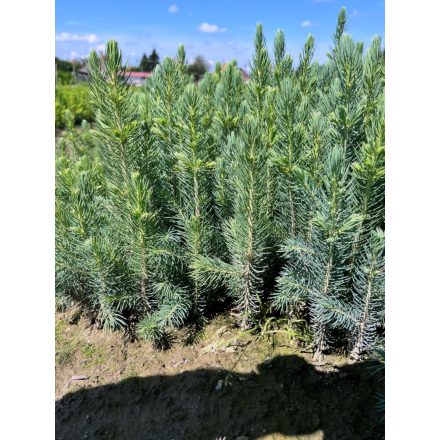 Ezüstfenyő csemete - Picea pungens glauca - 25 db