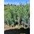 Ezüstfenyő csemete - Picea pungens glauca  