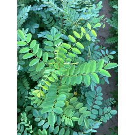  Fehér akác csemete - Robinia pseudoacacia 30-50 cm