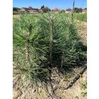 Fekete fenyő csemete - Pinus nigra (10db)