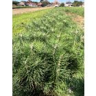 Fekete fenyő csemete - Pinus nigra (150db)