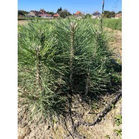 Fekete fenyő csemete - Pinus nigra (50db)