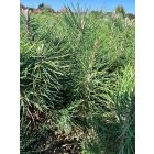 Fekete fenyő csemete - Pinus nigra (50db)
