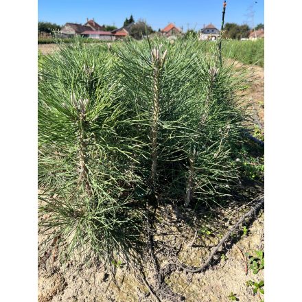 Fekete fenyő csemete - Pinus nigra (5db)