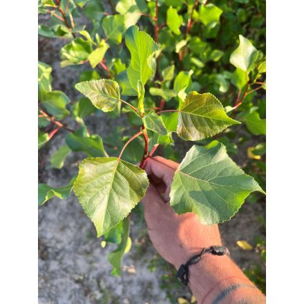  Fekete nyár csemete - Populus nigra - 20-40 cm