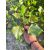  Fekete nyár csemete - Populus nigra - 20-40 cm