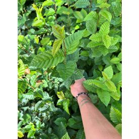 Gyertyán csemete - Carpinus betulus