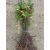 Kocsánytalan tölgy csemete - Quercus petraea - 30-50 cm