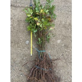 Kocsánytalan tölgy csemete - Quercus petraea - 15-30 cm