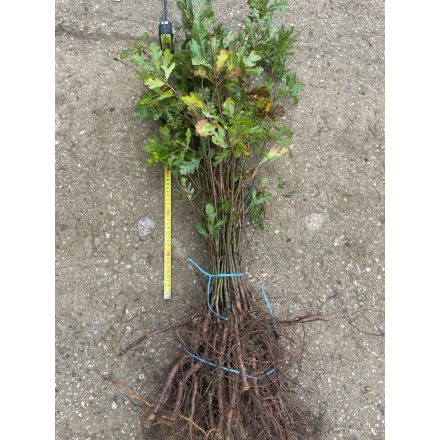 Kocsánytalan tölgy csemete - Quercus petraea - 15-30 cm