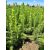 Lucfenyő csemete - Picea Abies - 150 db 