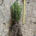 Lucfenyő csemete - Picea abies