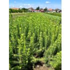Lucfenyő csemete - Picea abies