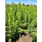 Lucfenyő csemete - Picea Abies - 5 db 