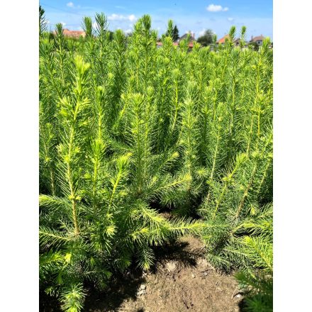 Lucfenyő csemete - Picea Abies - 5 db 
