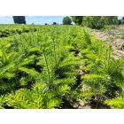 Nordmann fenyő csemete - Abies nordmanniana - 50 db