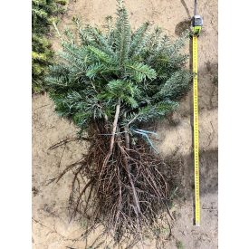 Abies nordmanniana 2/3 (25db)