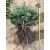 Abies nordmanniana 2/3 (25db)