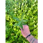 Rekettyefűz csemete - Salix cinerea - 30-50 cm