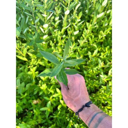 Rekettyefűz csemete - Salix cinerea - 30-50 cm