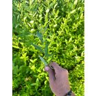 Rekettyefűz csemete - Salix cinerea - 30-50 cm