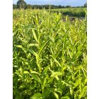 Rekettyefűz csemete - Salix cinerea - 15-30 cm
