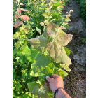 Rezgő nyár csemete - Populus tremula - 40-60 cm
