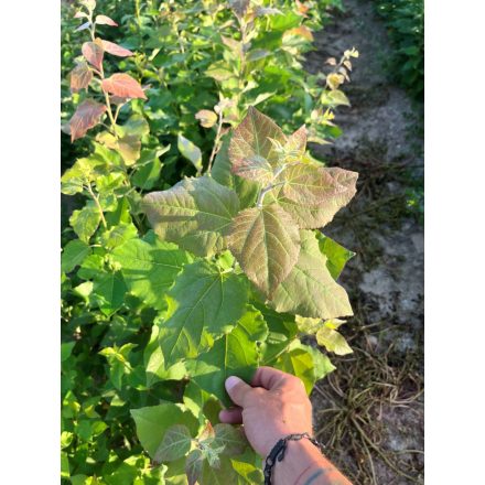Rezgő nyár csemete - Populus tremula - 40-60 cm