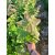 Rezgő nyár csemete - Populus tremula - 40-60 cm