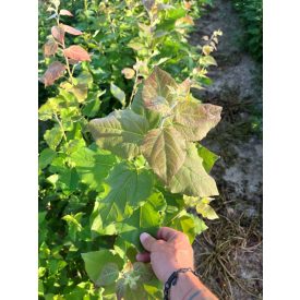 Rezgő nyár csemete - Populus tremula - 20-40 cm