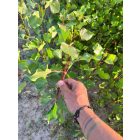 Rezgő nyár csemete - Populus tremula - 20-40 cm