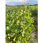 Rezgő nyár csemete - Populus tremula - 20-40 cm