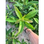 Szelídgesztenye csemete - Castanea sativa - 40+ cm
