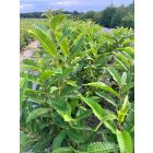 Szelídgesztenye csemete - Castanea sativa - 40+ cm