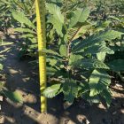 Szelídgesztenye csemete - Castanea sativa - 40+ cm