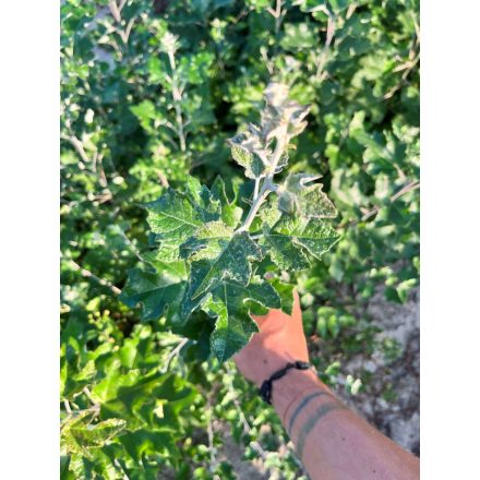 Szürkenyár csemete - Populus × canescens - 60-100cm
