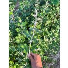 Szürkenyár csemete - Populus × canescens - 60-100cm