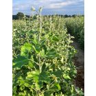 Szürkenyár csemete - Populus × canescens - 60-100cm