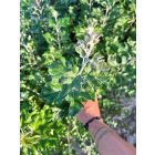 Szürkenyár csemete - Populus × canescens - 20-40 cm